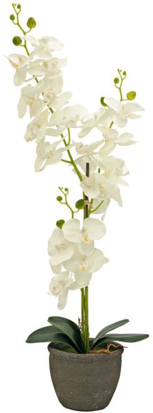 EUROPALMS Orchidee, Kunstpflanze, cremefarben, 80cm