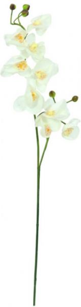 EUROPALMS Orchideenzweig, creme-weiß, 100cm