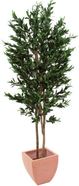 EUROPALMS Olivenbaum mit Früchten, 2-stämmig, 250cm