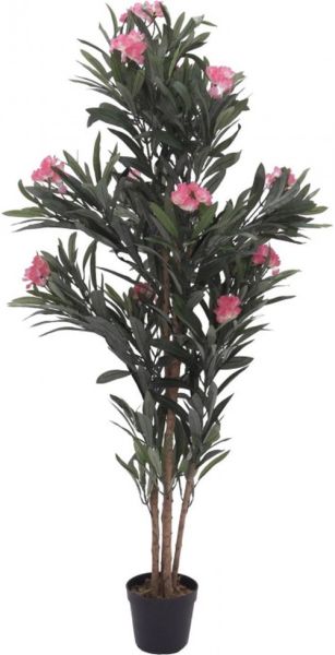 EUROPALMS Oleanderbaum, rosa, 150 cm