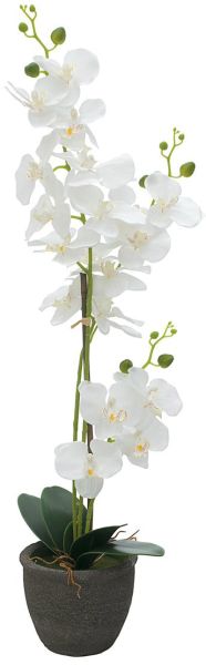 EUROPALMS Orchidee, Kunstpflanze, weiß, 80cm
