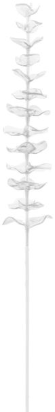 EUROPALMS Kristalleukalyptus,transparent 81cm 12x