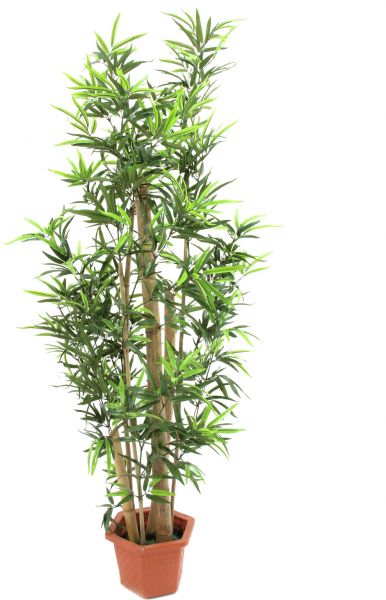 EUROPALMS Bambus mit dicken Naturstämmen, 225cm