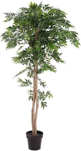 EUROPALMS Ficus Longifolia, Kunstpflanze, 165cm