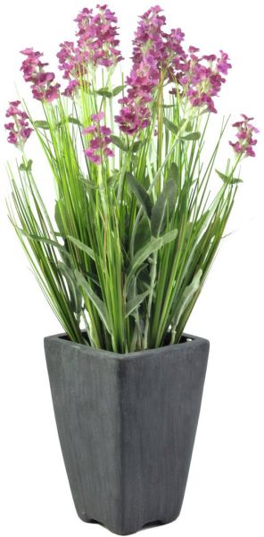 EUROPALMS Lavendel, rosé, im Dekotopf, 45cm