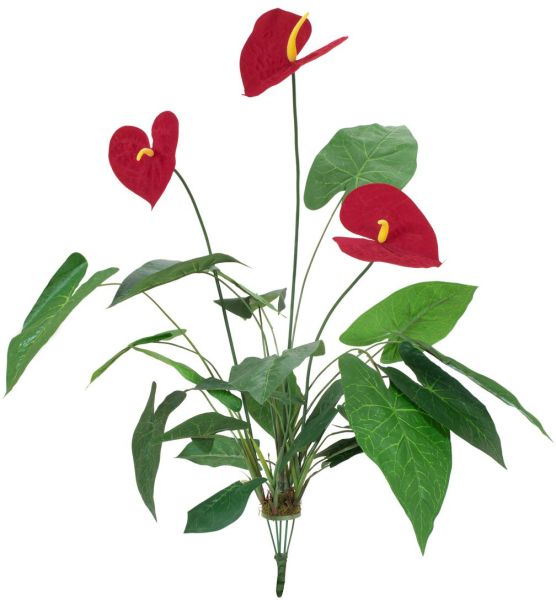 EUROPALMS Anthurium, 70cm