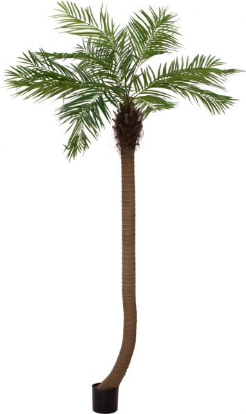 EUROPALMS Phönixpalme luxor gebogen, Kunstpflanze, 240cm