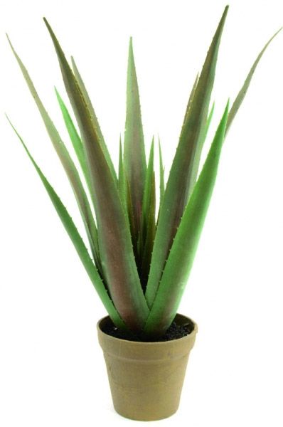 EUROPALMS Aloe-Vera Pflanze, 60cm
