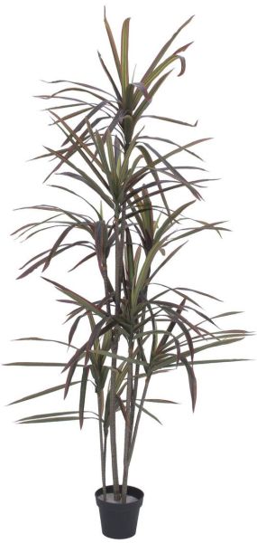 EUROPALMS Dracaena, grün-rot, 180cm