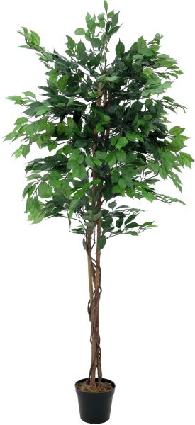 EUROPALMS Ficus-Benjamini Multi-Stamm, 210cm