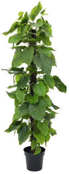 EUROPALMS Pothos, 180cm