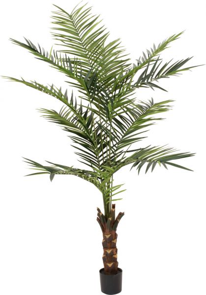 EUROPALMS Kentia Palme, Kunstpflanze, 240cm