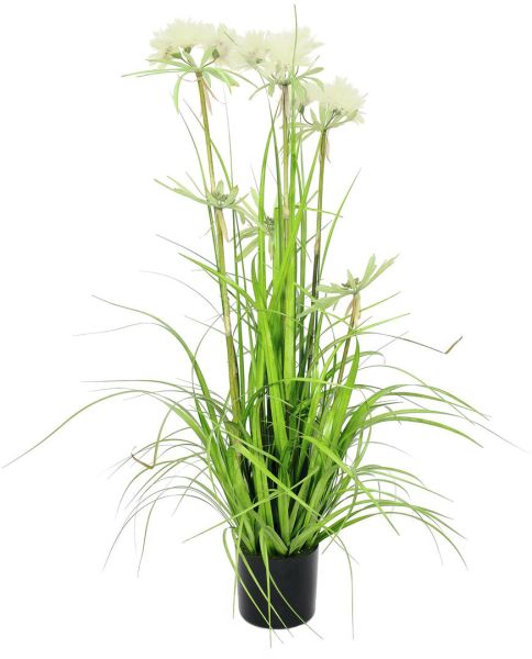 EUROPALMS Sterngras, 120cm
