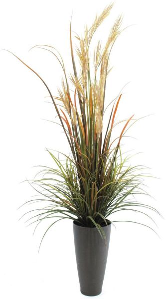 EUROPALMS Schilfgras September, 175cm