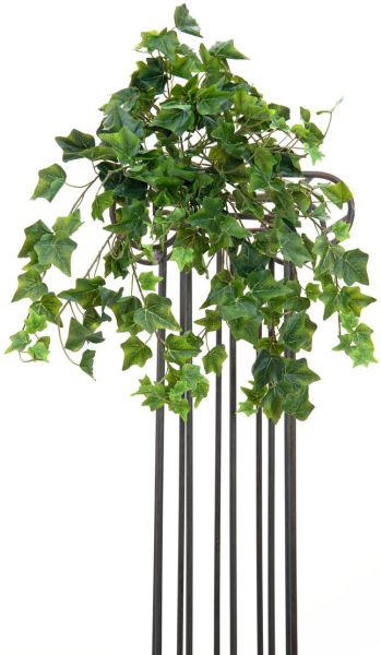 EUROPALMS Efeubuschranke Premium,  50cm
