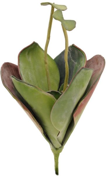 EUROPALMS Seerose (EVA), geschlossen, grün, 45cm