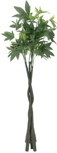 EUROPALMS Pachirabaum, 160cm