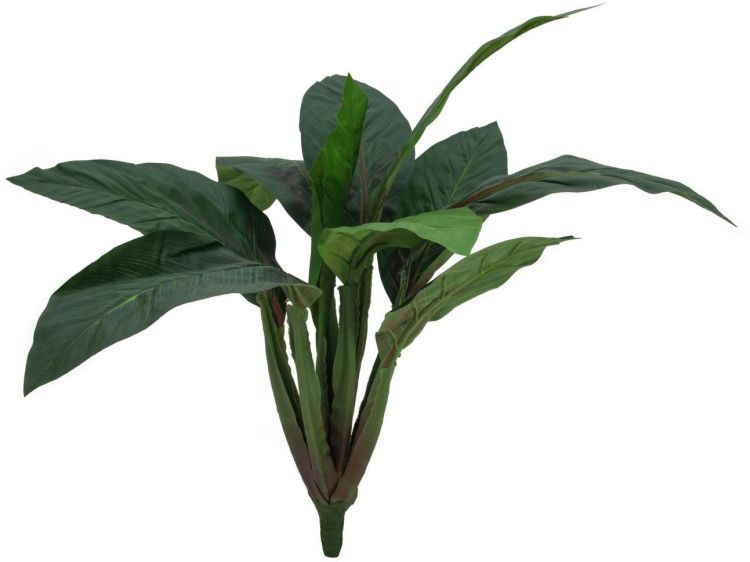 EUROPALMS Mangoldbusch, 45cm