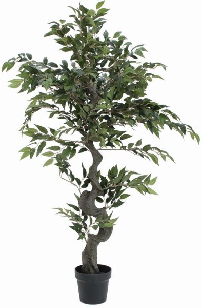 EUROPALMS Ficus Waldbaum, 110cm