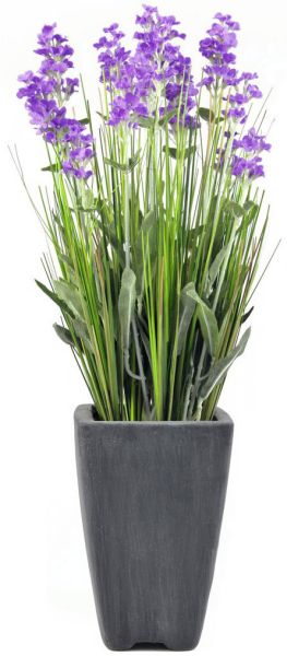 EUROPALMS Lavendel, lila, im Dekotopf, 45cm
