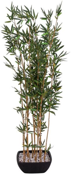 EUROPALMS Zierbambus in Dekoschale, 150cm