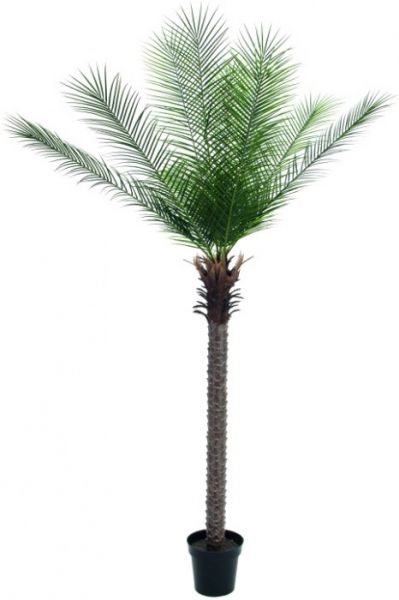 EUROPALMS Phönix deluxe, 220cm