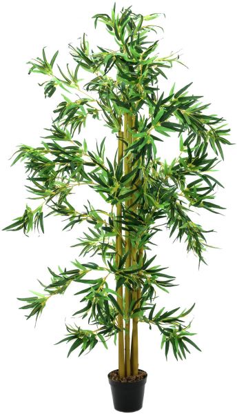 EUROPALMS Bambus Multistamm, 210cm